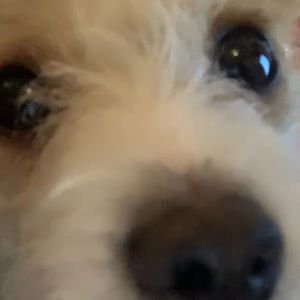 Meet your Posher, Jannah